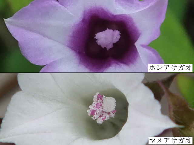 ホシアサガオ花