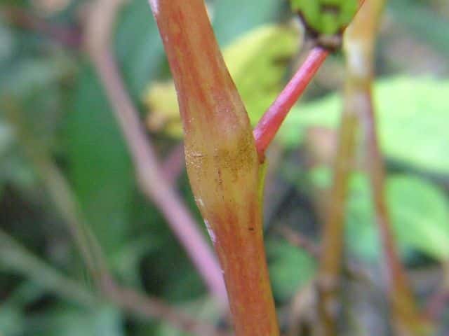 ナメラツリフネソウ茎
