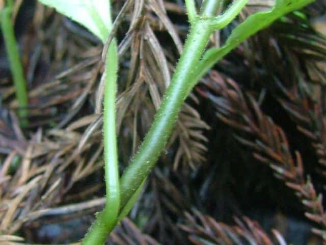 サツマイナモリ茎