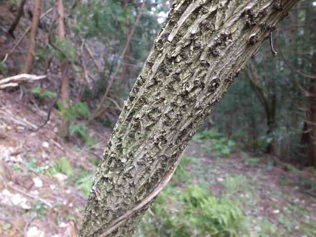 ニワトコ樹皮