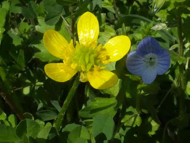 トゲミノキツネノボタン花