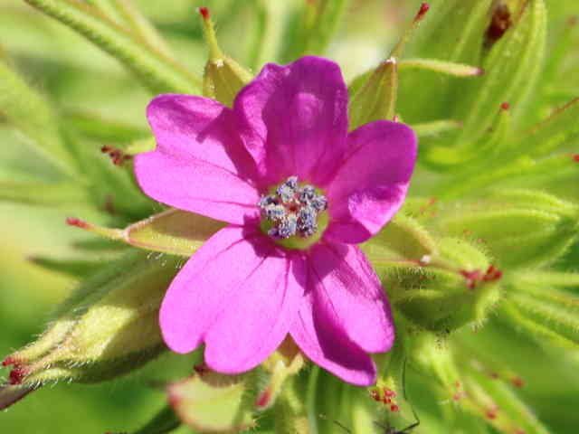 オトメフウロ花