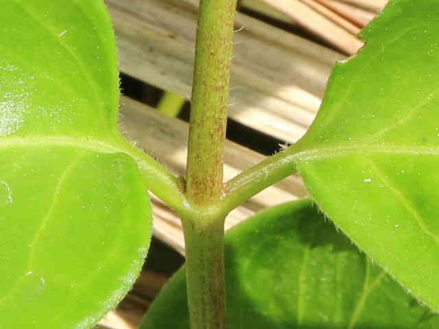 ツルニチニチソウ茎