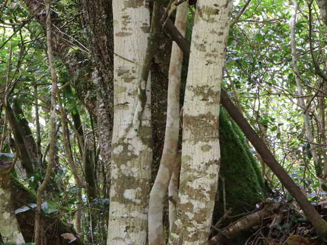 アラカシ樹皮
