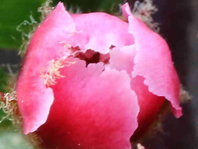 ベニシタン花