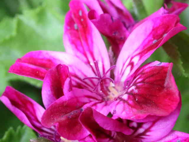 ペラルゴニウム花