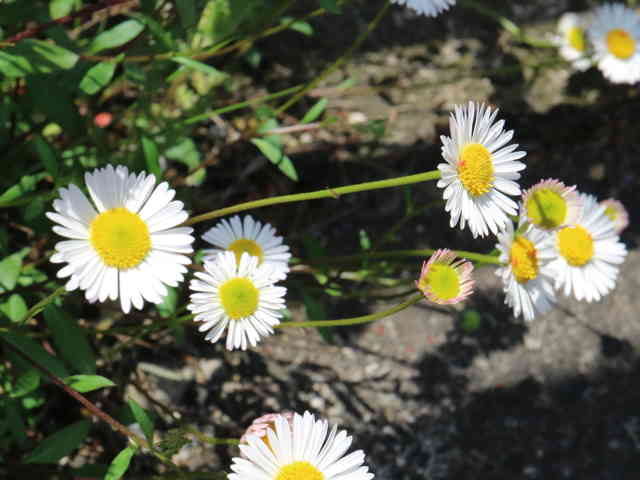 ペラペラヨメナ花