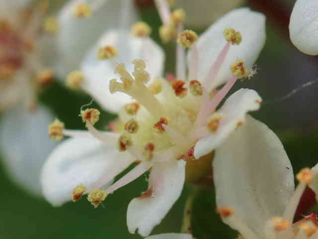トキワサンザシ花