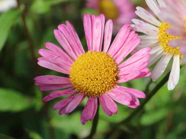 ペラペラヨメナ花