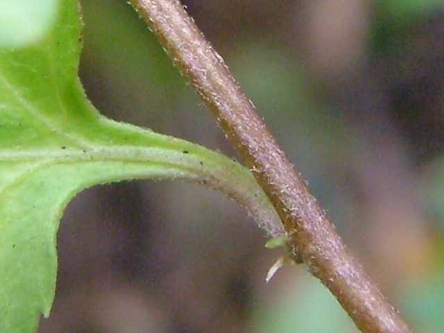 シマカンギク茎