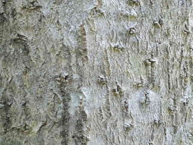 キハダ樹皮