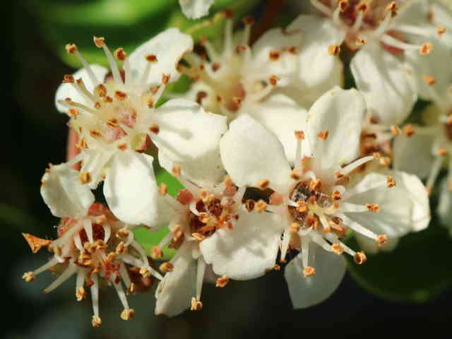 トキワサンザシ花