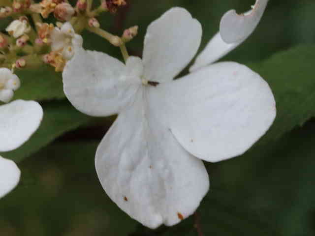 ヤブデマリ花