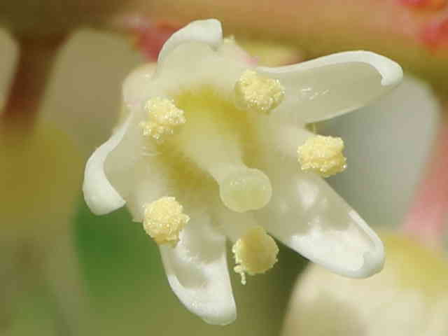 コバノズイナ花
