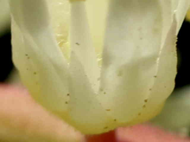 コバノズイナ花