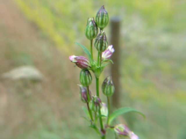 フシグロ花序