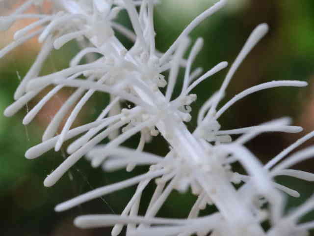 シライトソウ花
