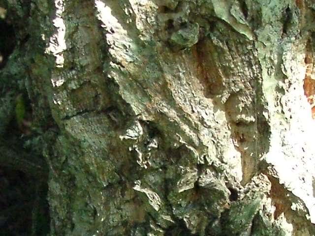 アベマキ樹皮
