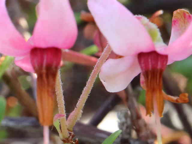 オオミノツルコケモモ花
