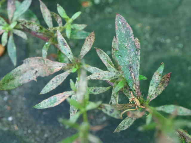 ペラペラヨメナ葉