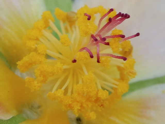 マルバストラム花