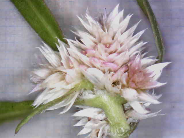 ホソバツルノゲイトウ花