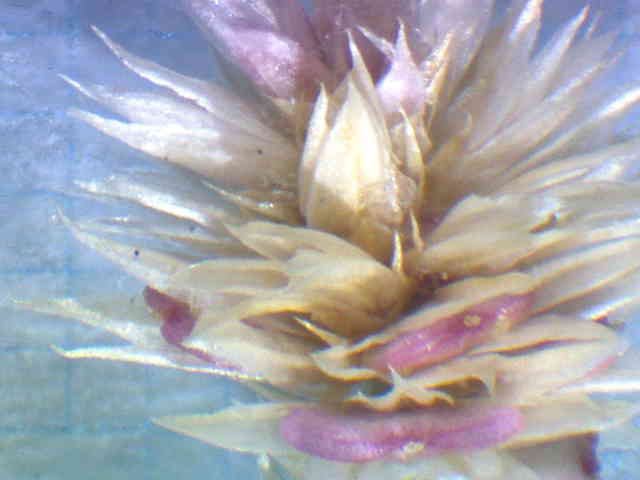 ホソバツルノゲイトウ花