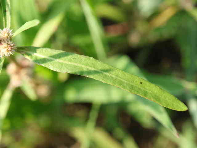 ホソバツルノゲイトウ葉