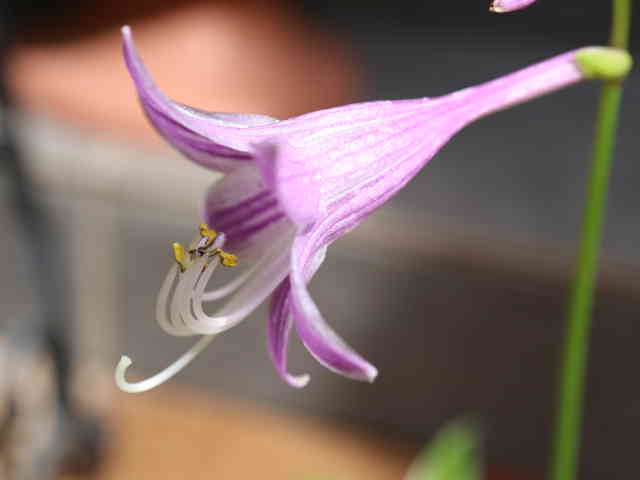 小型ギボウシ花