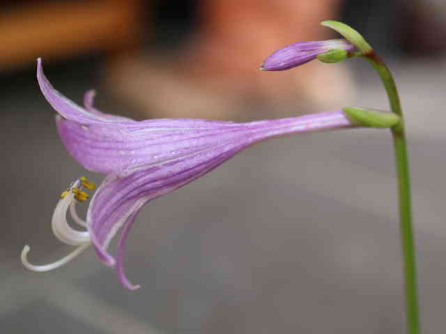 小型ギボウシ花