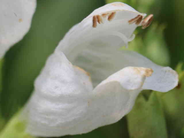 ハナトラノオ花