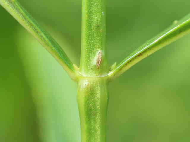 ハナトラノオ茎