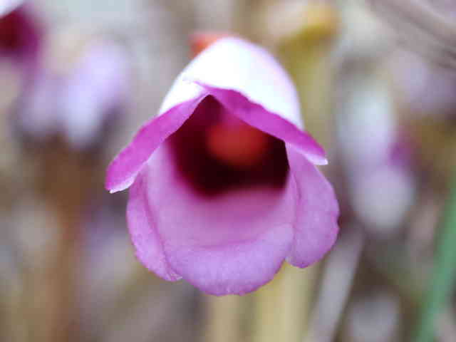 ナンバンギセ花