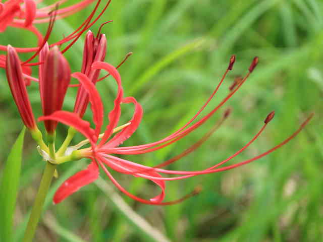 ヒガンバナ花
