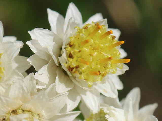 カワラハハコ花