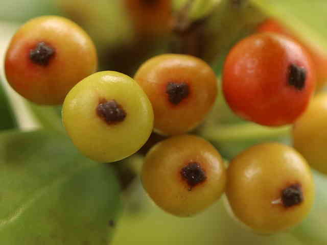 アマミヒイラギモチ果実
