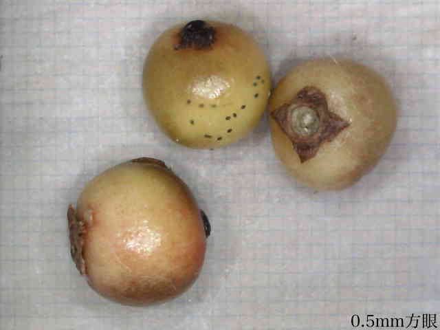 アマミヒイラギモチ果実