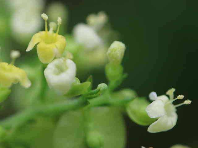 オトコオミナエシ花