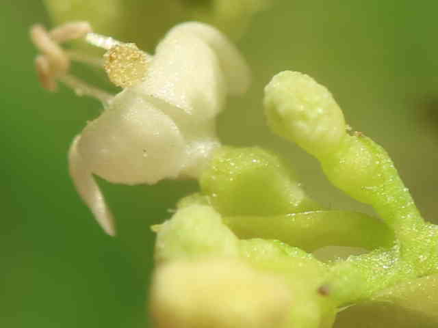 オトコオミナエシ花