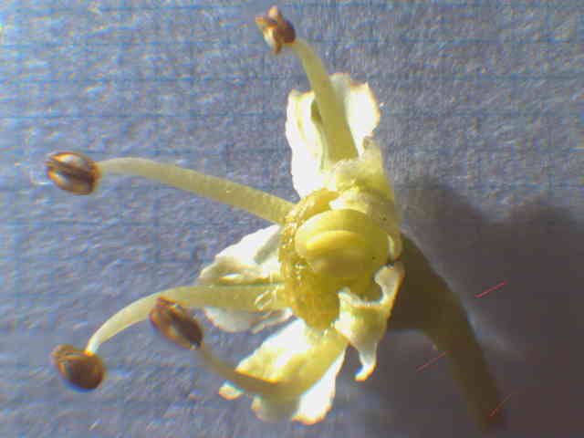 アシタバ花