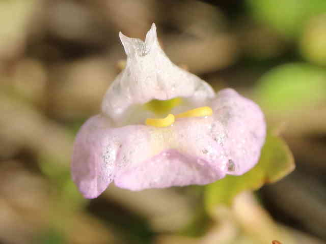 ヒロハスズメノトウガラシ花