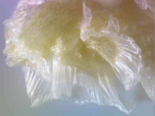 タンナトリカブト種子