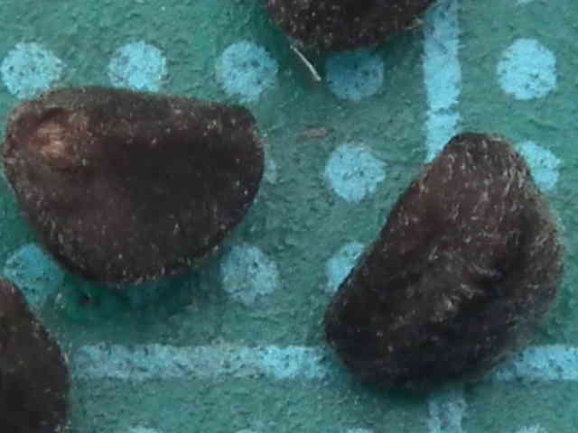 マルバルコウ種子