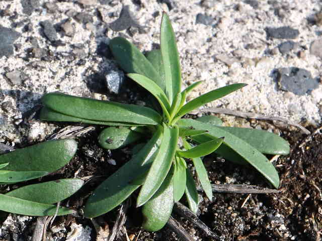 ミチバタナデシコ幼葉