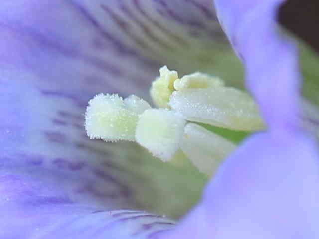 フデリンドウ花