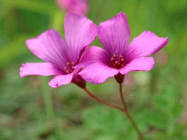 ベニカタバミ花