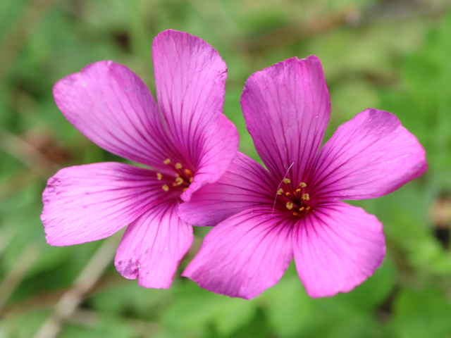 ベニカタバミ花