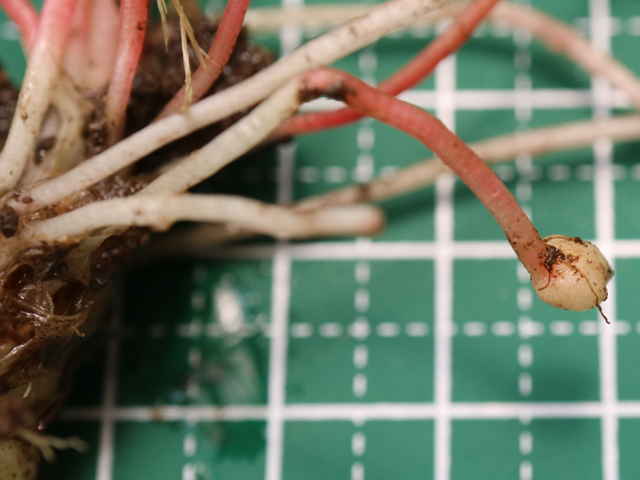 ベニカタバミ鱗茎