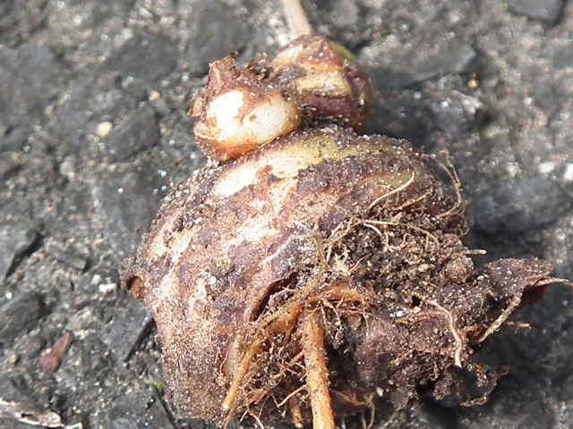 シロバナイモカタバミ塊茎