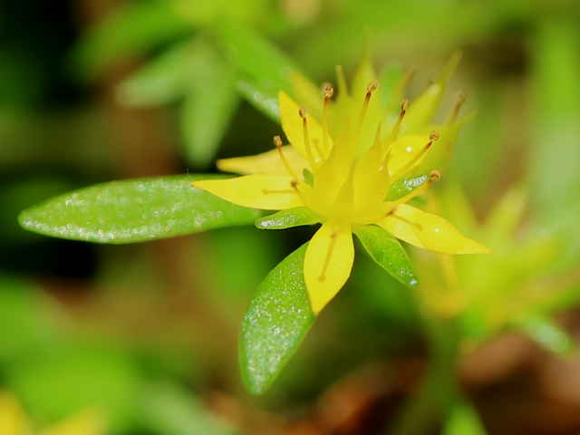 ヒメレンゲ花